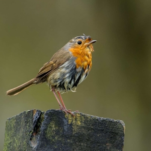 Untitled (16 Of 118).jpg